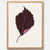 Vintageposter som föreställer en illustration av röd bladmynta (Perilla nankinensis)