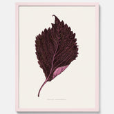 Vintageposter som föreställer en illustration av röd bladmynta (Perilla nankinensis)