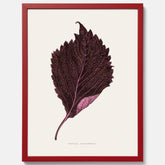 Vintageposter som föreställer en illustration av röd bladmynta (Perilla nankinensis)