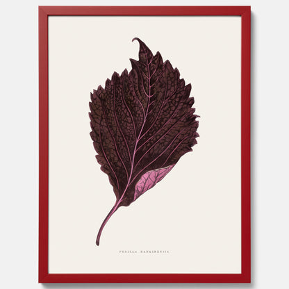 Vintageposter som föreställer en illustration av röd bladmynta (Perilla nankinensis)