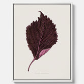 Vintageposter som föreställer en illustration av röd bladmynta (Perilla nankinensis) canvas