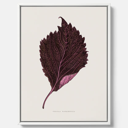 Vintageposter som föreställer en illustration av röd bladmynta (Perilla nankinensis) canvas