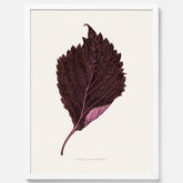 Vintageposter som föreställer en illustration av röd bladmynta (Perilla nankinensis)
