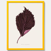 Vintageposter som föreställer en illustration av röd bladmynta (Perilla nankinensis)