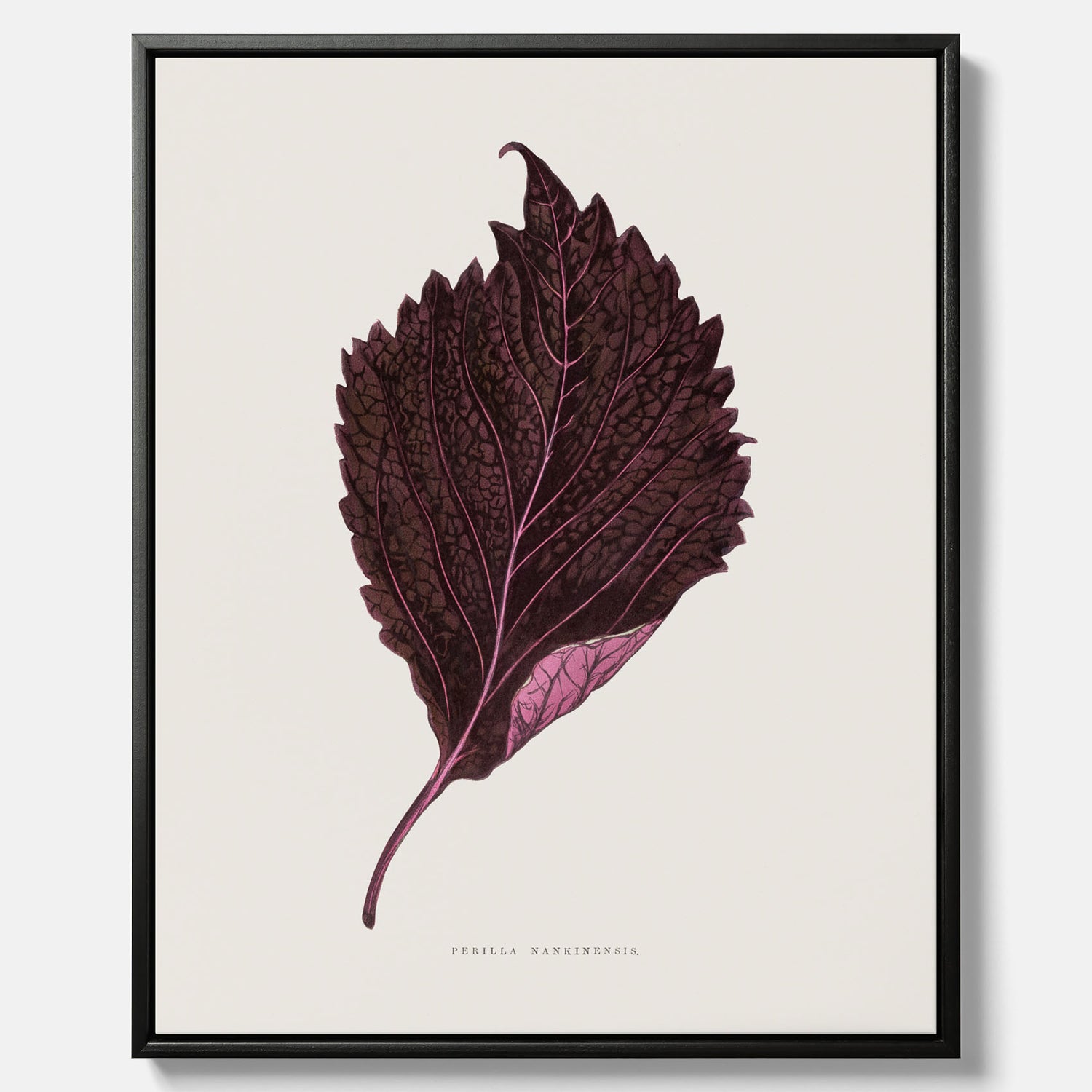 Vintageposter som föreställer en illustration av röd bladmynta (Perilla nankinensis) canvas