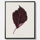 Vintageposter som föreställer en illustration av röd bladmynta (Perilla nankinensis) canvas