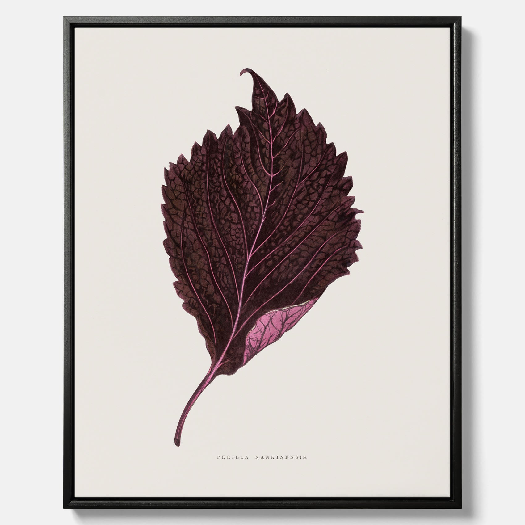 Vintageposter som föreställer en illustration av röd bladmynta (Perilla nankinensis) canvas