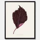 Vintageposter som föreställer en illustration av röd bladmynta (Perilla nankinensis)