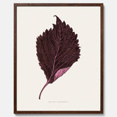 Vintageposter som föreställer en illustration av röd bladmynta (Perilla nankinensis)