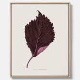 Vintageposter som föreställer en illustration av röd bladmynta (Perilla nankinensis) canvas