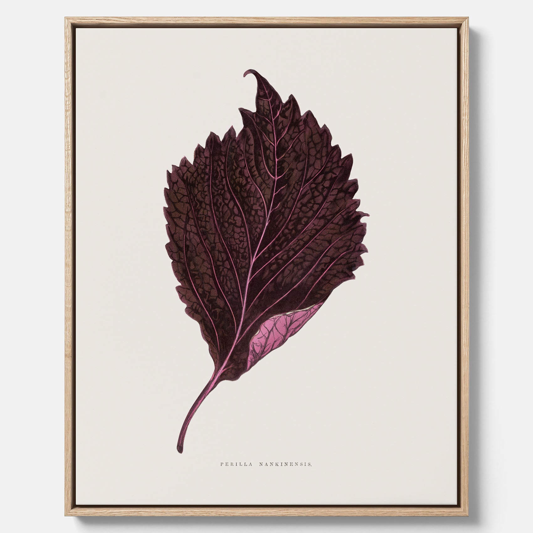 Vintageposter som föreställer en illustration av röd bladmynta (Perilla nankinensis) canvas