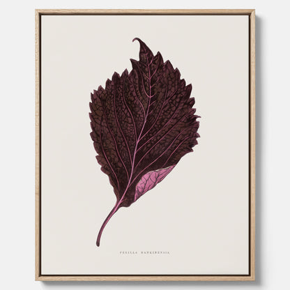 Vintageposter som föreställer en illustration av röd bladmynta (Perilla nankinensis) canvas