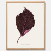 Vintageposter som föreställer en illustration av röd bladmynta (Perilla nankinensis)