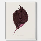 Vintageposter som föreställer en illustration av röd bladmynta (Perilla nankinensis) canvas
