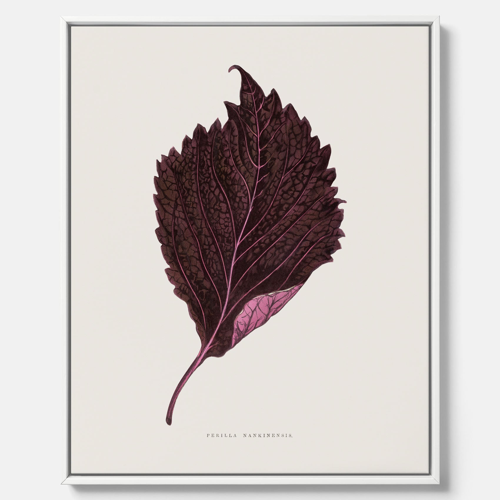 Vintageposter som föreställer en illustration av röd bladmynta (Perilla nankinensis) canvas