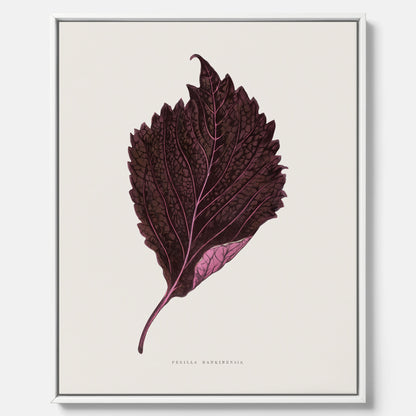 Vintageposter som föreställer en illustration av röd bladmynta (Perilla nankinensis) canvas