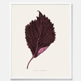 Vintageposter som föreställer en illustration av röd bladmynta (Perilla nankinensis)