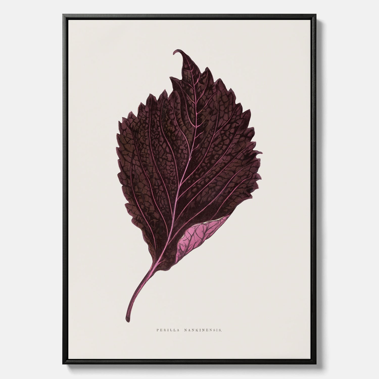 Vintageposter som föreställer en illustration av röd bladmynta (Perilla nankinensis) canvas