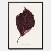 Vintageposter som föreställer en illustration av röd bladmynta (Perilla nankinensis)