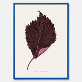 Vintageposter som föreställer en illustration av röd bladmynta (Perilla nankinensis)