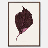 Vintageposter som föreställer en illustration av röd bladmynta (Perilla nankinensis)