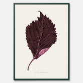 Vintageposter som föreställer en illustration av röd bladmynta (Perilla nankinensis)