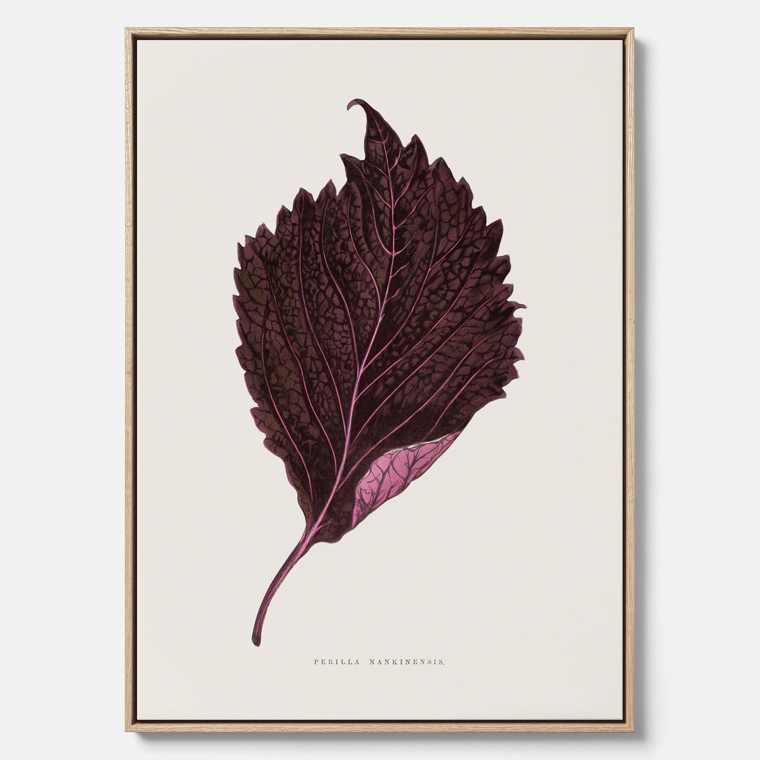 Vintageposter som föreställer en illustration av röd bladmynta (Perilla nankinensis) canvas
