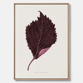 Vintageposter som föreställer en illustration av röd bladmynta (Perilla nankinensis) canvas