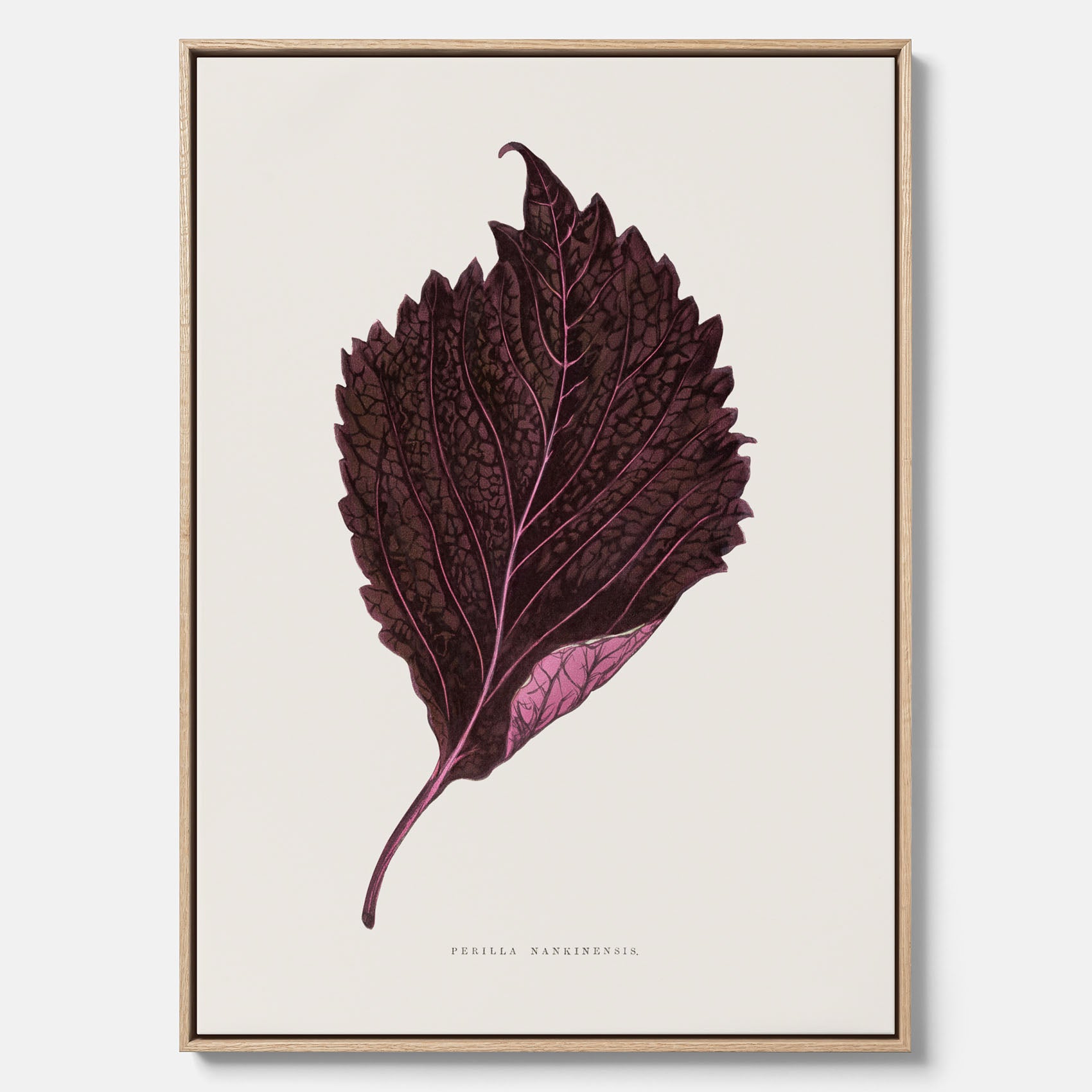 Vintageposter som föreställer en illustration av röd bladmynta (Perilla nankinensis) canvas