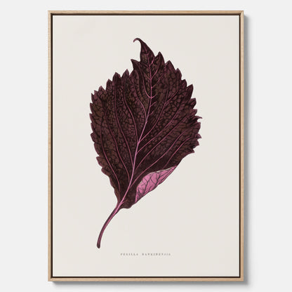 Vintageposter som föreställer en illustration av röd bladmynta (Perilla nankinensis) canvas