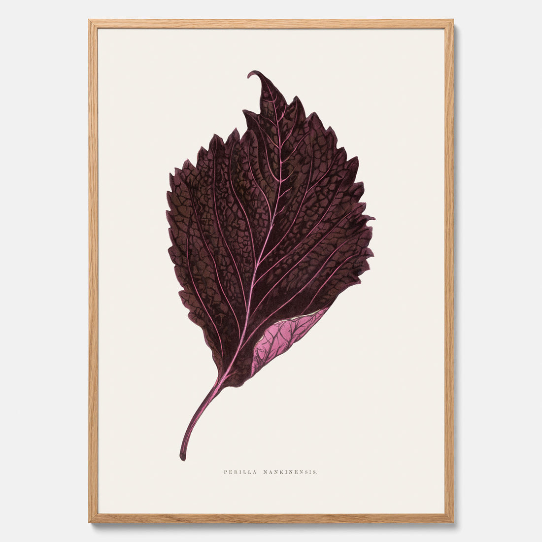 Vintageposter som föreställer en illustration av röd bladmynta (Perilla nankinensis)