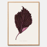 Vintageposter som föreställer en illustration av röd bladmynta (Perilla nankinensis)