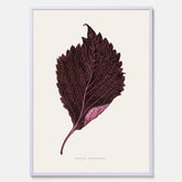 Vintageposter som föreställer en illustration av röd bladmynta (Perilla nankinensis)