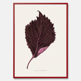 Vintageposter som föreställer en illustration av röd bladmynta (Perilla nankinensis)