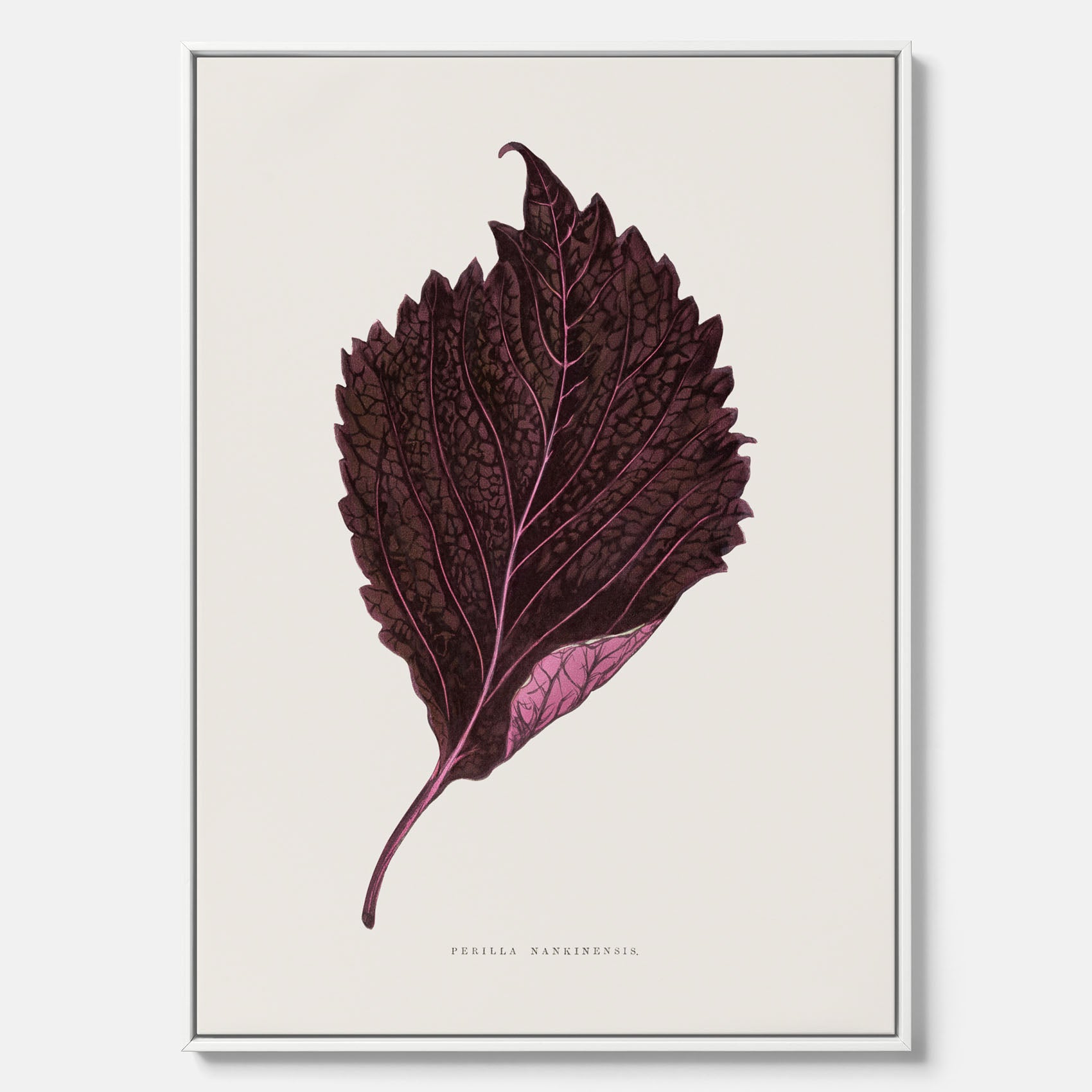 Vintageposter som föreställer en illustration av röd bladmynta (Perilla nankinensis) canvas