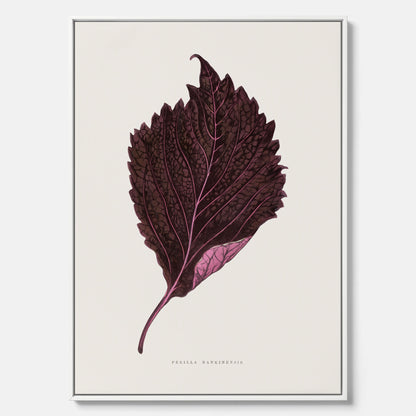 Vintageposter som föreställer en illustration av röd bladmynta (Perilla nankinensis) canvas