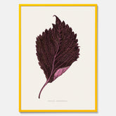 Vintageposter som föreställer en illustration av röd bladmynta (Perilla nankinensis)