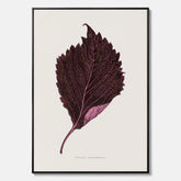 Vintageposter som föreställer en illustration av röd bladmynta (Perilla nankinensis) canvas