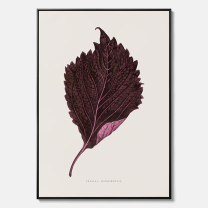 Vintageposter som föreställer en illustration av röd bladmynta (Perilla nankinensis) canvas