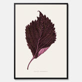 Vintageposter som föreställer en illustration av röd bladmynta (Perilla nankinensis)
