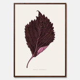 Vintageposter som föreställer en illustration av röd bladmynta (Perilla nankinensis)