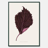 Vintageposter som föreställer en illustration av röd bladmynta (Perilla nankinensis)