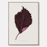 Vintageposter som föreställer en illustration av röd bladmynta (Perilla nankinensis) canvas