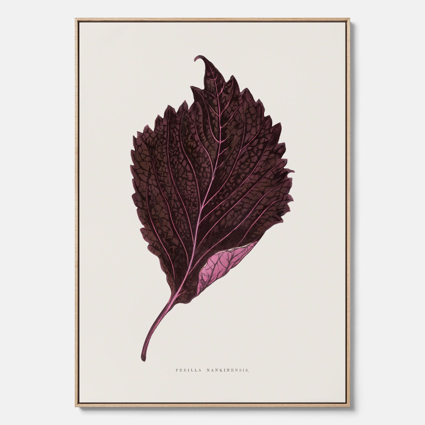 Vintageposter som föreställer en illustration av röd bladmynta (Perilla nankinensis) canvas