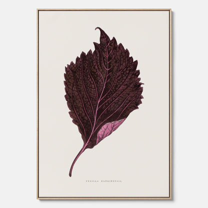 Vintageposter som föreställer en illustration av röd bladmynta (Perilla nankinensis) canvas