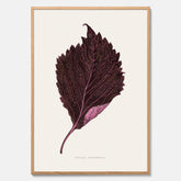 Vintageposter som föreställer en illustration av röd bladmynta (Perilla nankinensis)