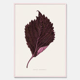 Vintageposter som föreställer en illustration av röd bladmynta (Perilla nankinensis)