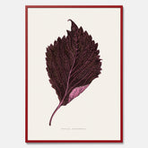 Vintageposter som föreställer en illustration av röd bladmynta (Perilla nankinensis)