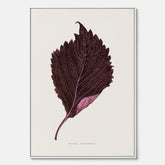 Vintageposter som föreställer en illustration av röd bladmynta (Perilla nankinensis) canvas