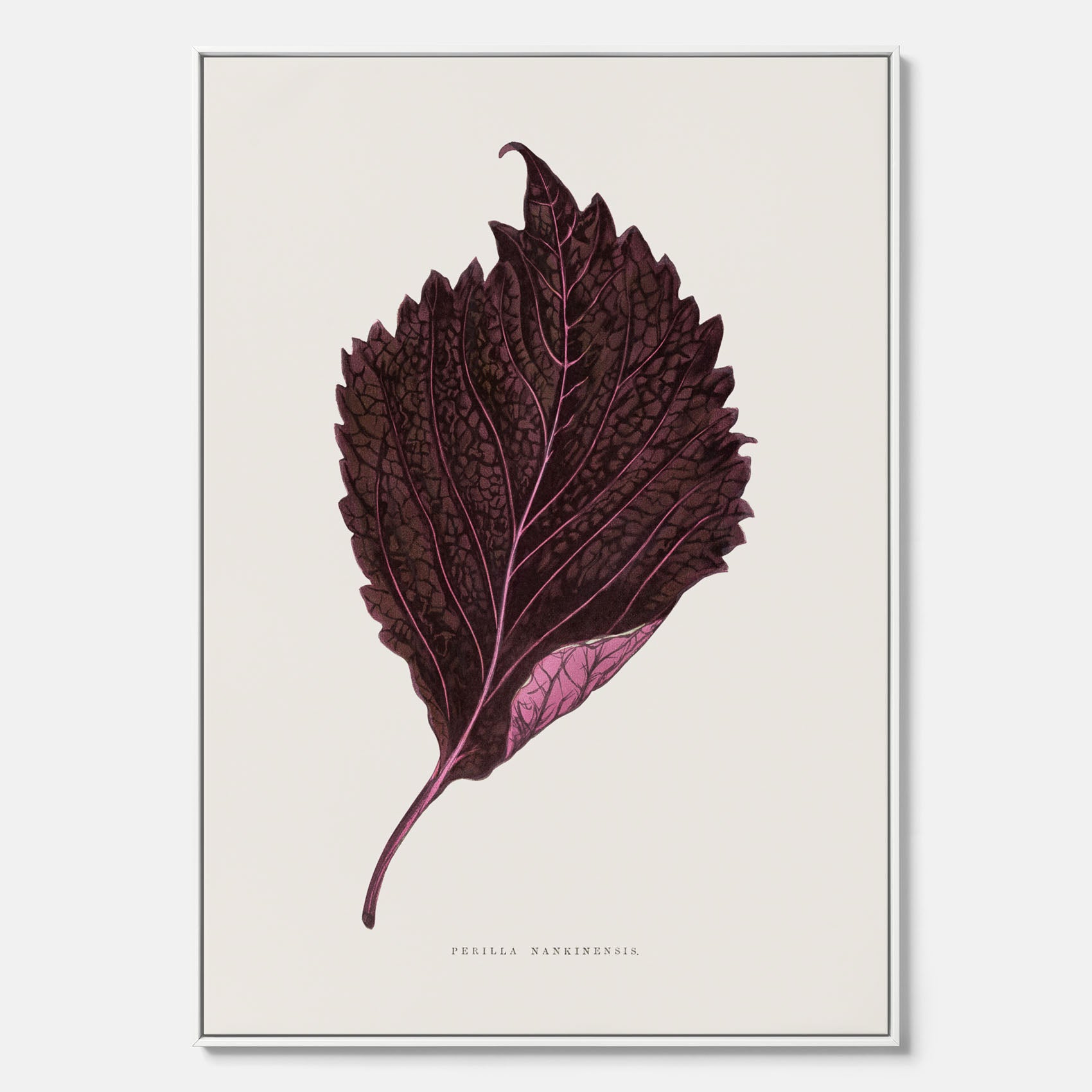 Vintageposter som föreställer en illustration av röd bladmynta (Perilla nankinensis) canvas